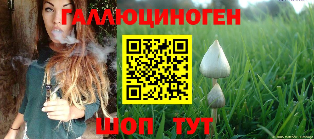 Городец  купить наркотик  Вход с VPN  Псилоцибиновые грибы GOLDEN TEACHER 
